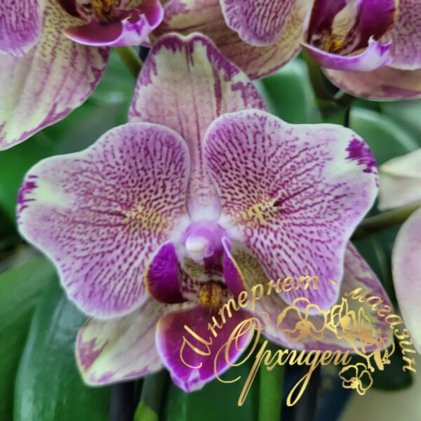 Phal. Pirate Picotee peloric