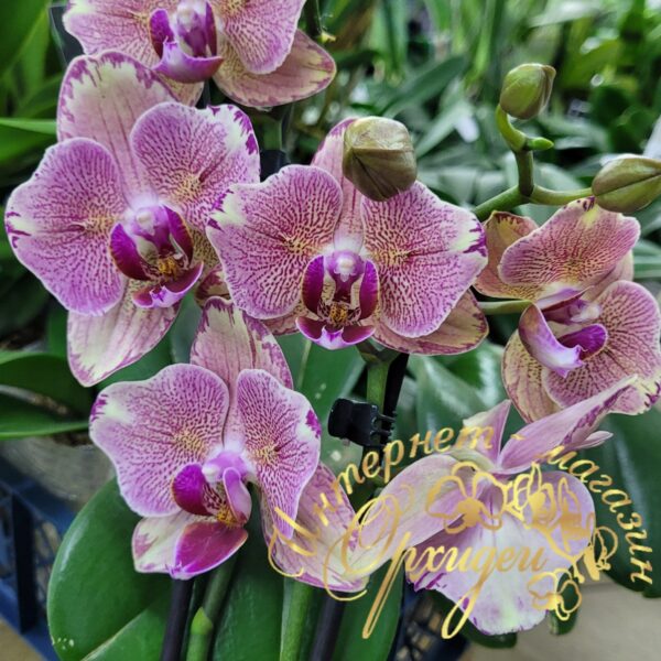 Phal. Pirate Picotee peloric — изображение 5