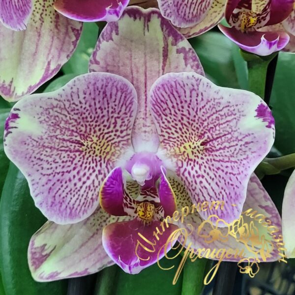 Phal. Pirate Picotee peloric — изображение 2