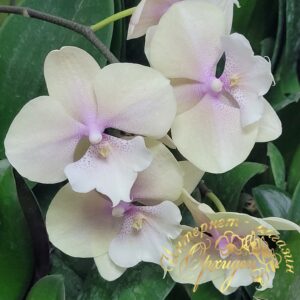 Phal. Earl Grey Milk Tea