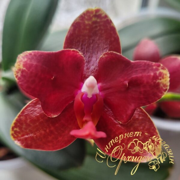 Phal. Red Cobra