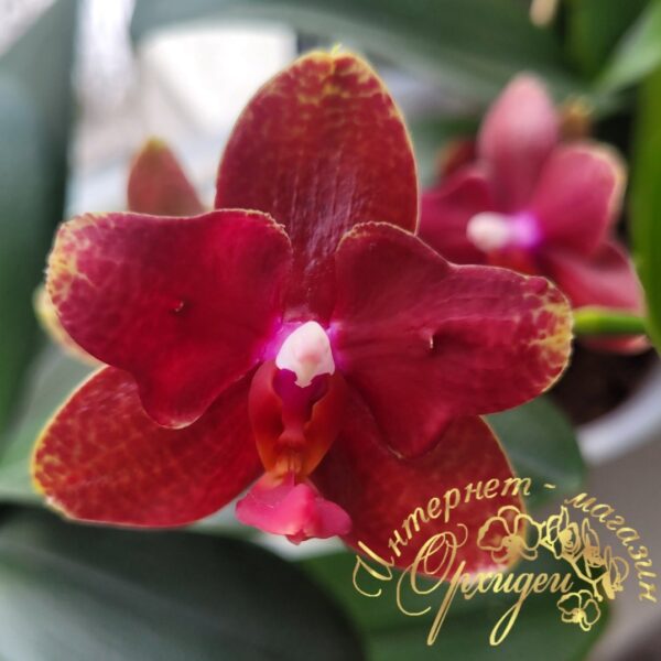 Phal. Red Cobra — изображение 4