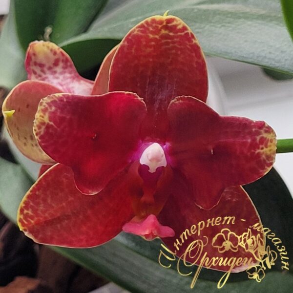 Phal. Red Cobra — изображение 6