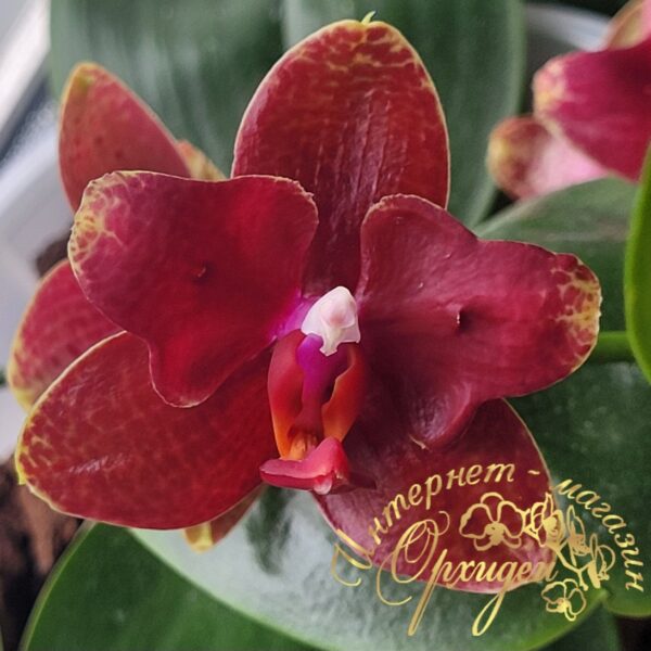 Phal. Red Cobra — изображение 3
