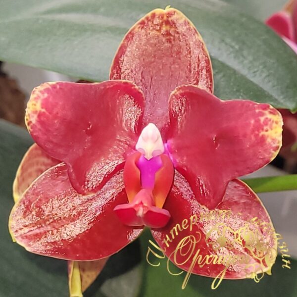 Phal. Red Cobra — изображение 5
