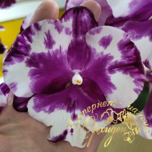 Phal. Smile Lucifer