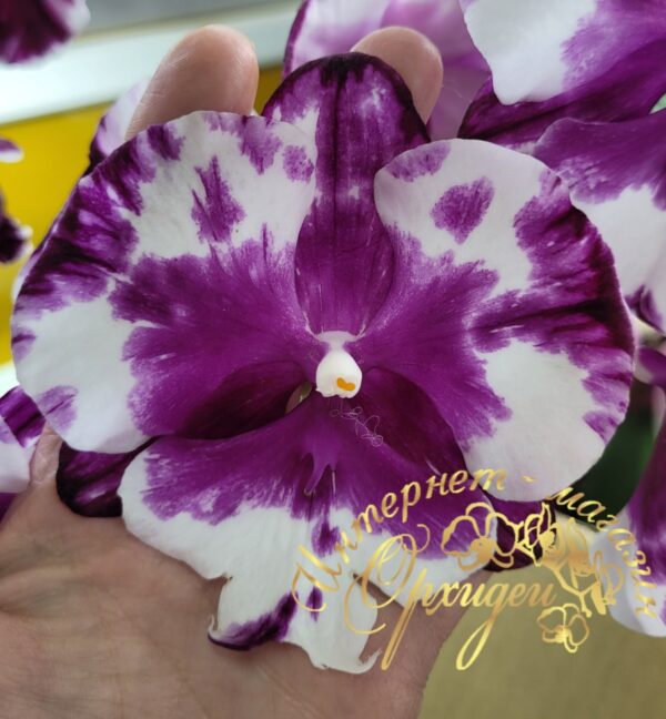 Phal. Smile Lucifer