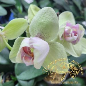 Phal. PatricK Yuan Bao