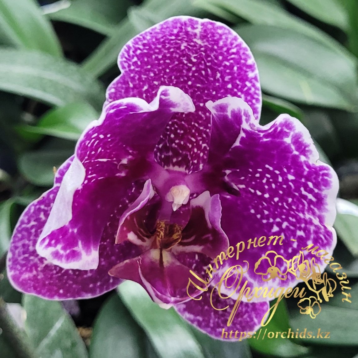 Phal. Taiwan Leopard peloric 5 Phal. Taiwan Leopard peloric