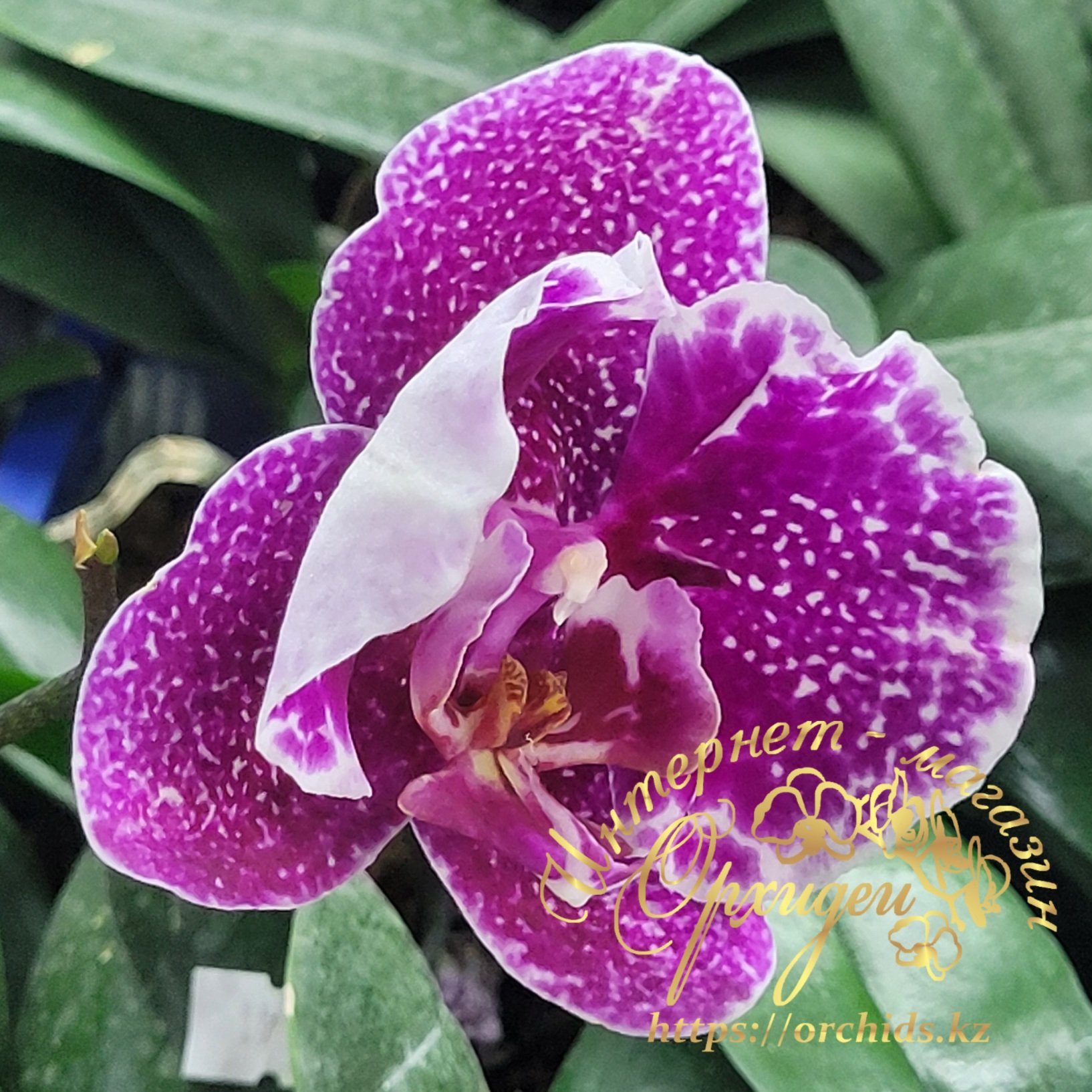 Phal. Taiwan Leopard peloric 2 Phal. Taiwan Leopard peloric