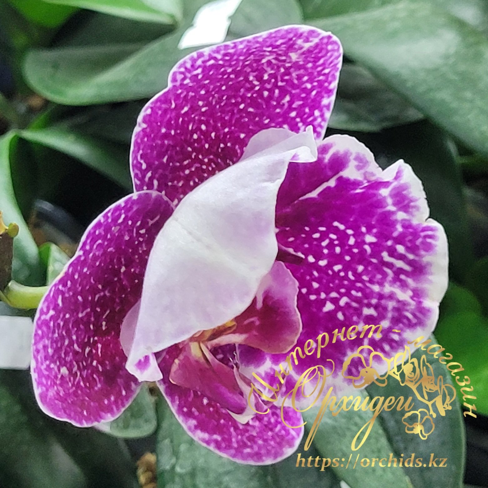 Phal. Taiwan Leopard peloric 3 Phal. Taiwan Leopard peloric