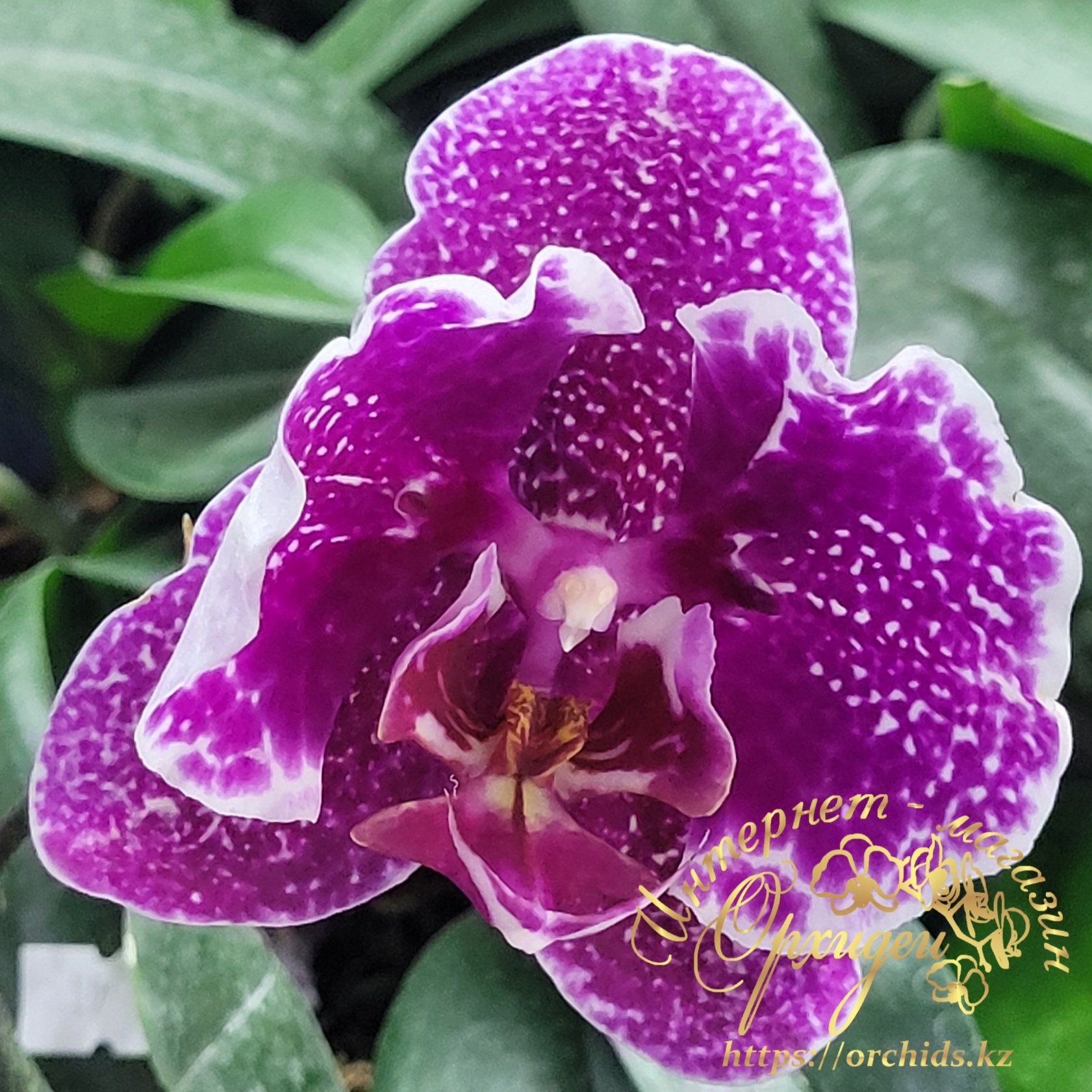 Phal. Taiwan Leopard peloric 4 Phal. Taiwan Leopard peloric