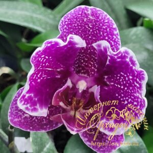 Phal. Taiwan Leopard peloric