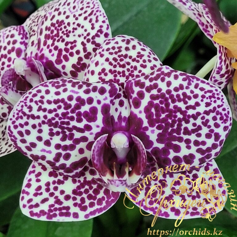 Phal. Allura Embrace купить