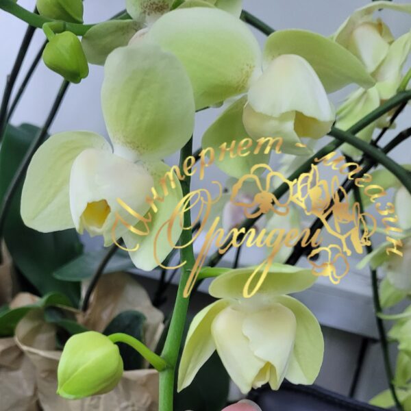 Phal. Patric Yuan Bao