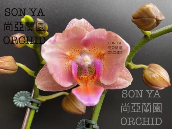 Phal. Chameleon