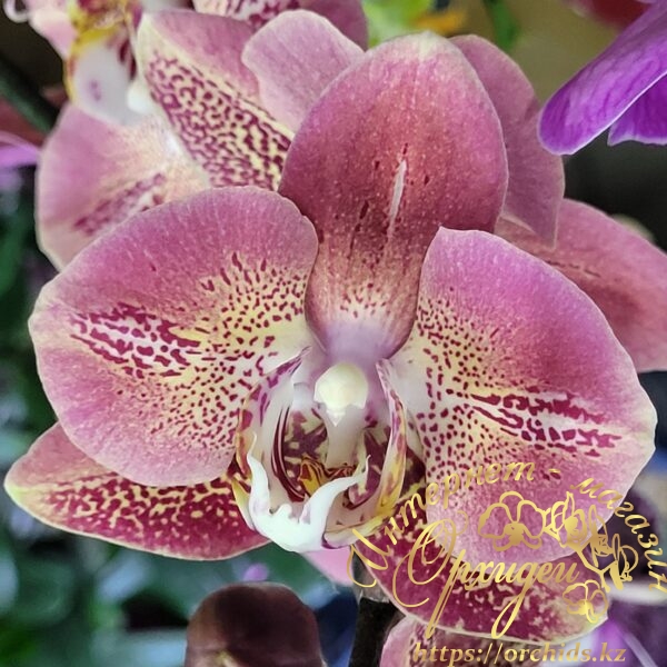 Phal. Leco Fantastic