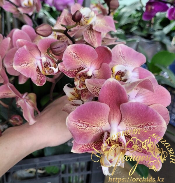 Phal. Leco Fantastic — изображение 3