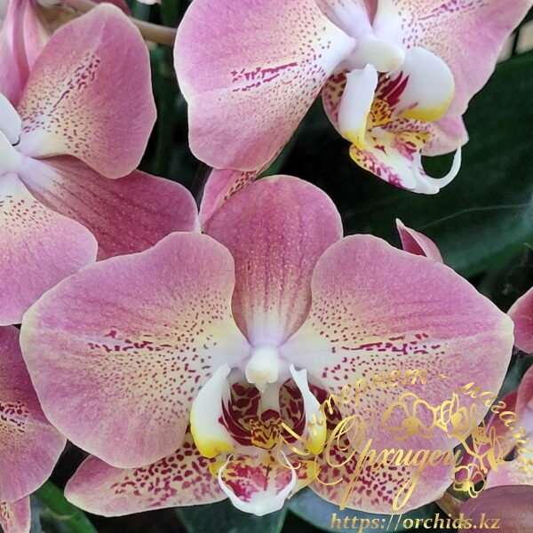 Phal. Leco Fantastic — изображение 2