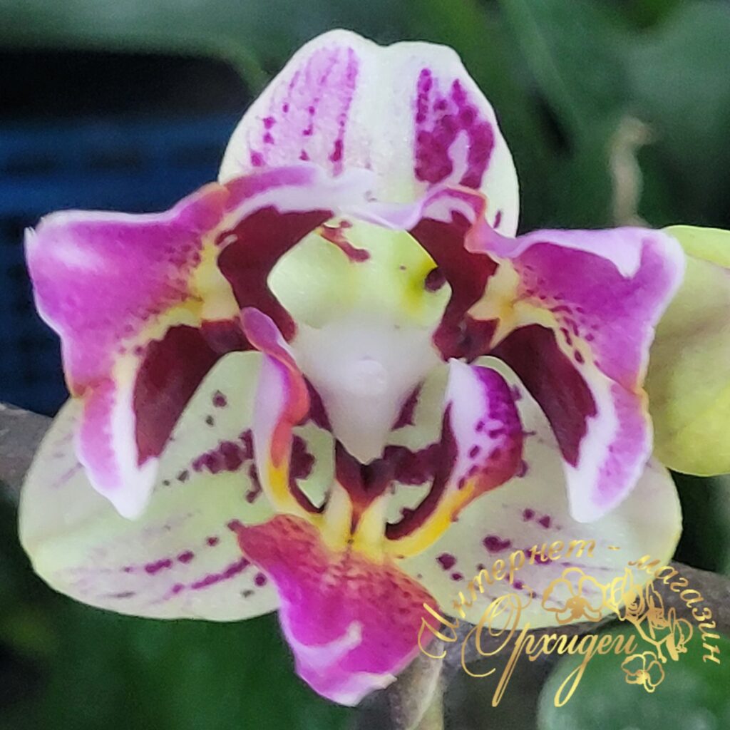 Phal. Nck Sweet Candy Peloric / Орхидеи