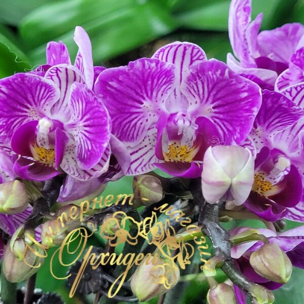Phal. Sogo Vivien (Variegata & Peloric) — изображение 3