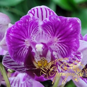 Phal. Sogo Vivien SOGO F858