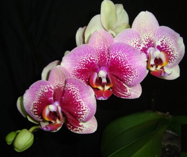 Phal. Elegant Dream Diamond