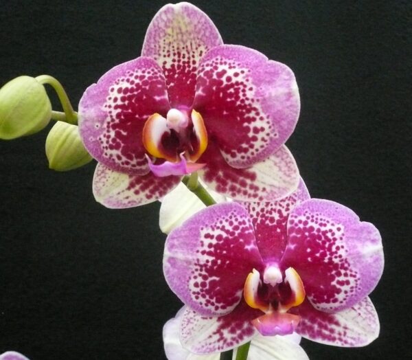 Phal. Elegant Dream Diamond