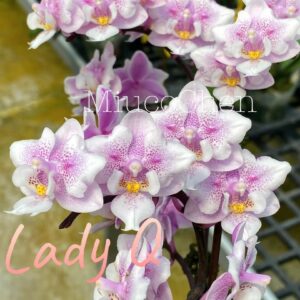 Phal. Lady Q