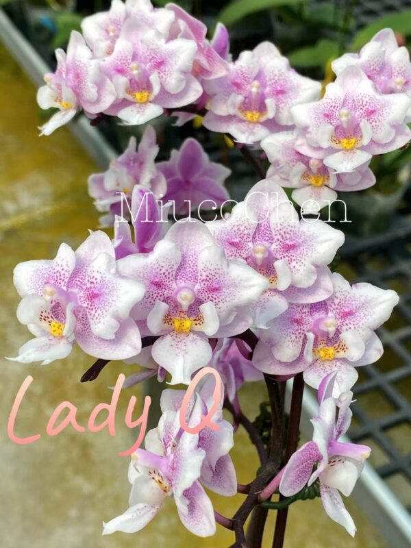 Phal. Lady Q