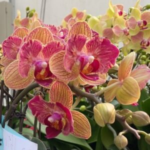 Phal. Fangmei FM 1678