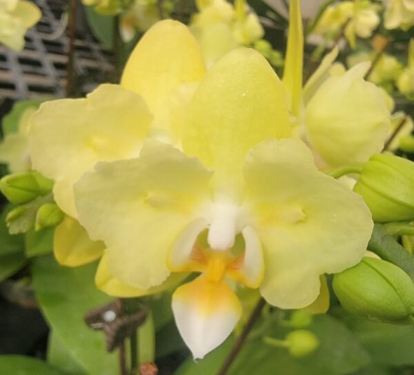 Phal. FM 1553