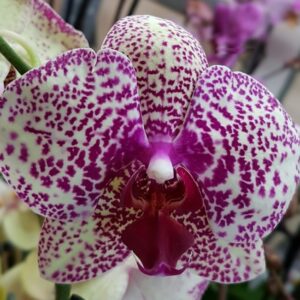 Phal. 1399