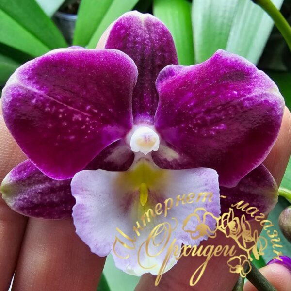 Phal. Johana