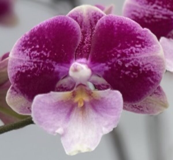 Phal. Johana