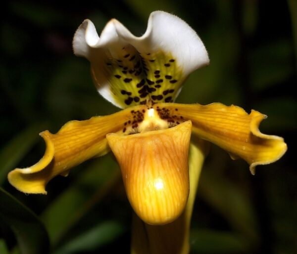 Paph. Exul