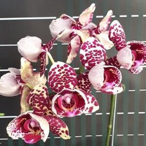 Phal. OX Diamond peloric