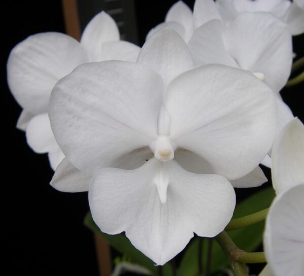 Phal. Snow Glade