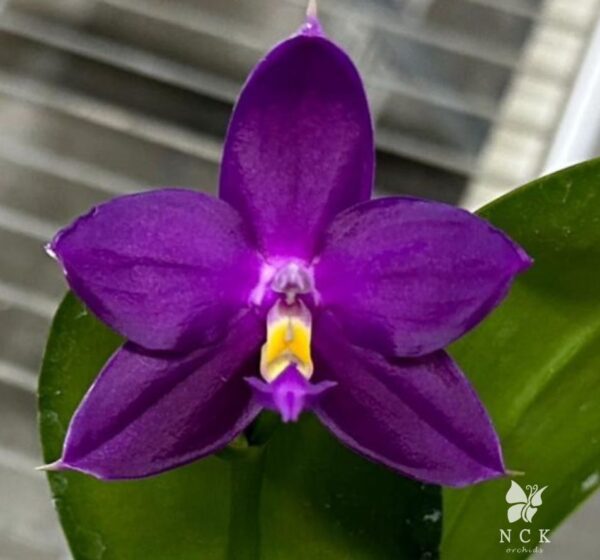 Phal. violacea Indigo - Red x sib