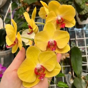 Phal. VP 001