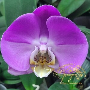 Phal. Anna