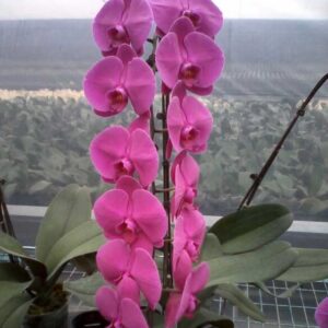 Phal. MP 134