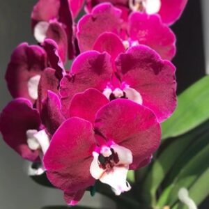 Phal. JB 5272