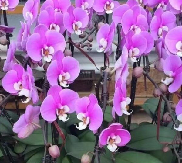 Phal. Anna