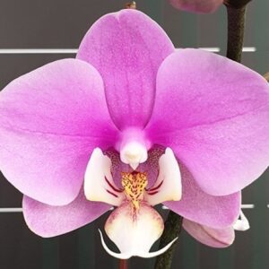 Phal. Anna