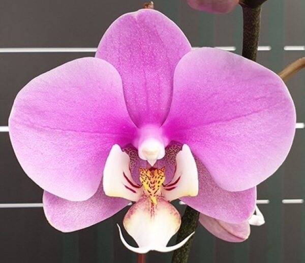 Phal. Anna