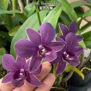 Den. Burana Blue