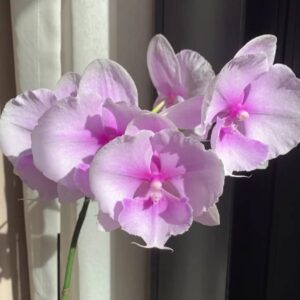 Phal. Dream Star