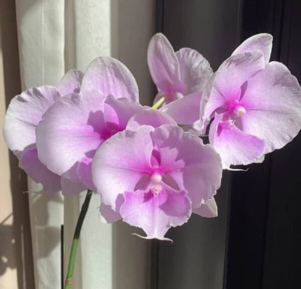 Phal. Dream Star