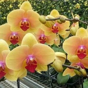 Phal. Honey peach